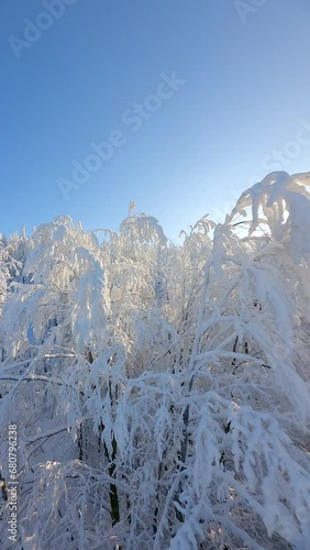 Wallpaper Mural Cinematic smooth FPV drone flight among the tops of snow-covered trees in a winter mountain forest. Torontodigital.ca