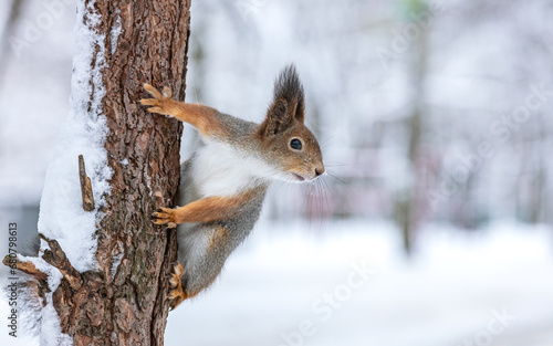 young red squirrel sitting on tree trunk in winter forest, covered with snow