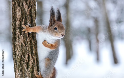 red squirrel sitting on tree trunk against blurred winter forest background