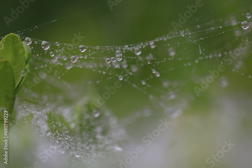 water droplets glistening on strings of spider web among blurred background of greenery