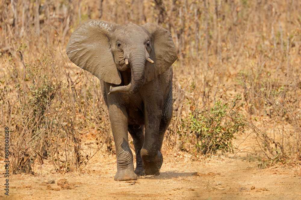 Φωτογραφία An aggressive African elephant (Loxodonta africana), Kruger National Park, South Africa