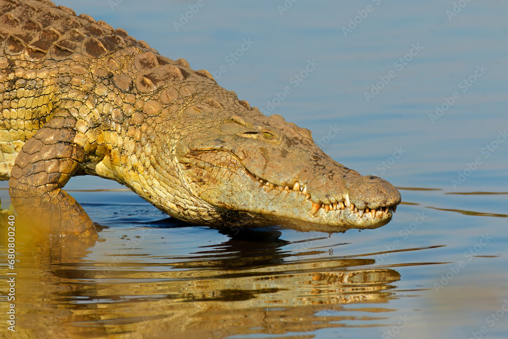 Φωτογραφία Portrait of a large Nile crocodile (Crocodylus niloticus), Kruger National Park, South Africa