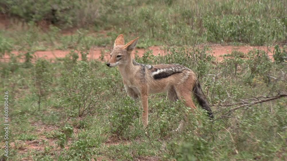 A black backed jackal looking around for danger or food in the savannah. A black backed jackal looking around for danger or food in the savannah.