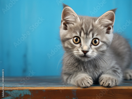 A small gray kitten sitting on top of a wooden table
