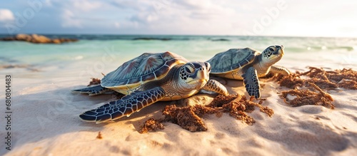 a group of Sea turtles on the beach