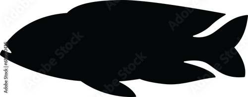 Photography silhouette fish