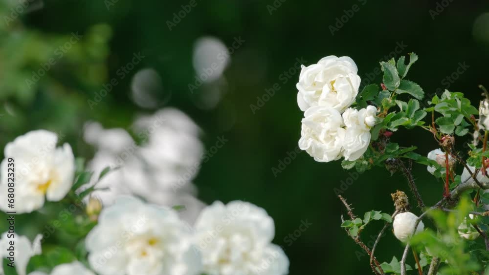 White elegant flowers with delicate petals, green leaves, sharp thorns are in garden, forest or park. Rosebush branches. Spring or summer beautiful bloom. Close up, afternoon. Windy day. 4K UHD 2160p White elegant flowers with delicate petals, green leaves, sharp thorns are in garden, forest or park. Rosebush branches. Spring or summer beautiful bloom. Close up, afternoon. Windy day. 4K UHD 2160p