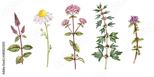 watercolor drawing medicinal plants, peppermint, chamomile, oregano, motherwort and thyme, aromatic herbs, hand drawn illustration