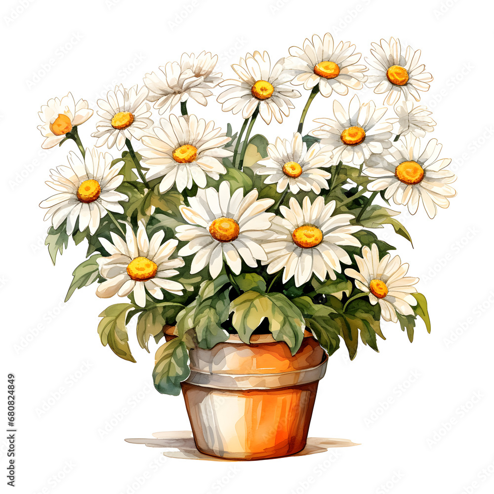 Daisies, Flowers, Watercolor illustrations