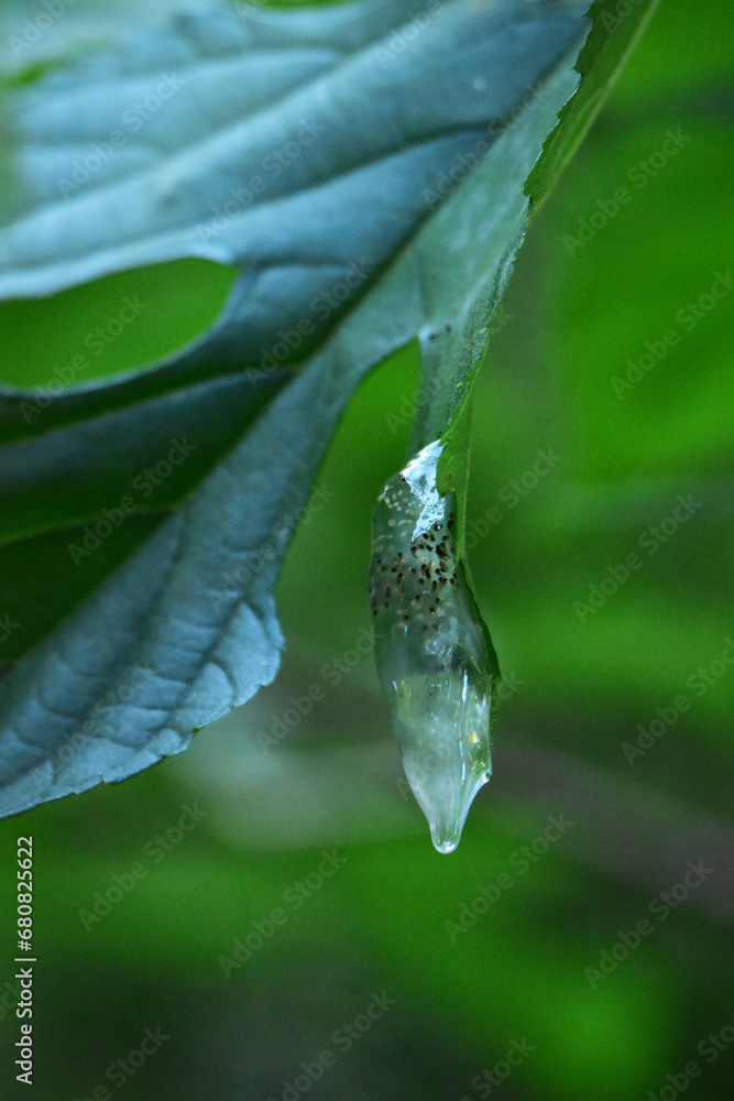 Fototapeta premium 落ちそうなトビケラの卵