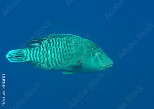 Napoleon fish swims  in water of Bali