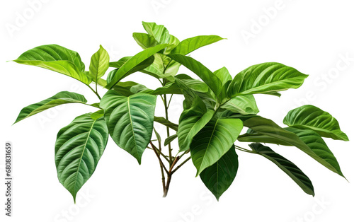 Green Color Charming Ayahuasca Plant Isolated on Transparent Background PNG. photo