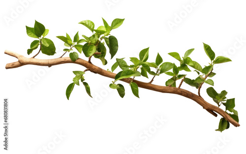 Green Color Banisteriopsis Caapi Isolated on Transparent Background PNG.