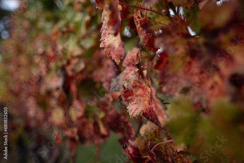 Deep, dark red leaves — almost crimson — on grave vines in late autumn, shortly before the vineyard will shed all its leaves with the arrival of winter.