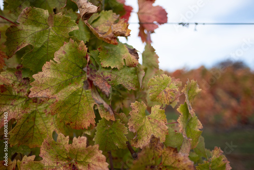 A grapevine with red, autumn-colored leaves, in the neat rows of a vineyard in California's wine-producing Napa region. The leaves allude to agricultural seasons and environmental management. photo