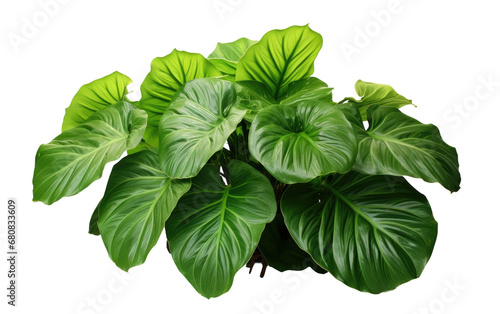 Charming Greeny Elephant Ear Plant Isolated on Transparent Background PNG. photo