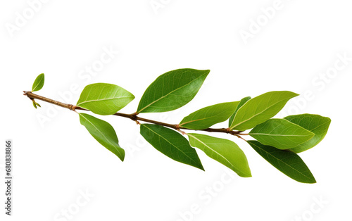Yummy Yerba Mate Ilex Paraguariensis Isolated On Transparent Background PNG.