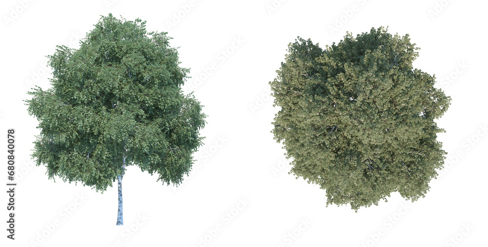 Fototapeta premium Silver Birch png alpha channel front top view