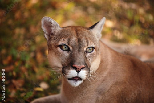 Portrait of Beautiful Puma in forest. American cougar - mountain lion. Wild cat in the autumn forest, scene in the Wild woods. Wildlife America. Predator's gaze. Cougar looks at the prey