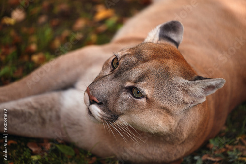 Portrait of Beautiful Puma in forest. American cougar - mountain lion. Wild cat in the autumn forest, scene in the Wild woods. Wildlife America. Predator's gaze. Cougar looks at the prey