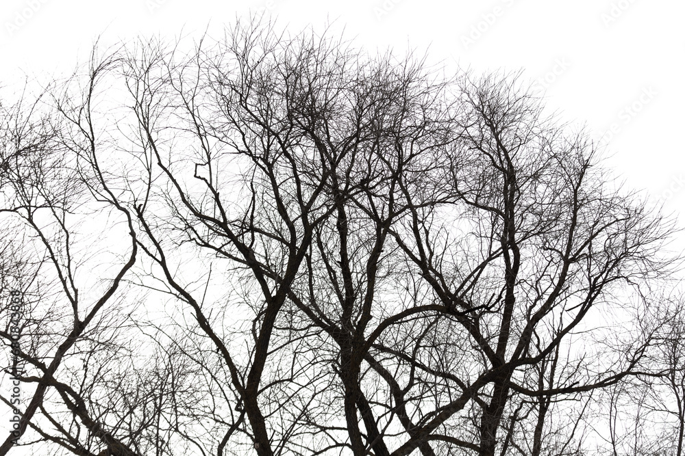 Bare tree branches isolated white background Bare tree branches isolated white background