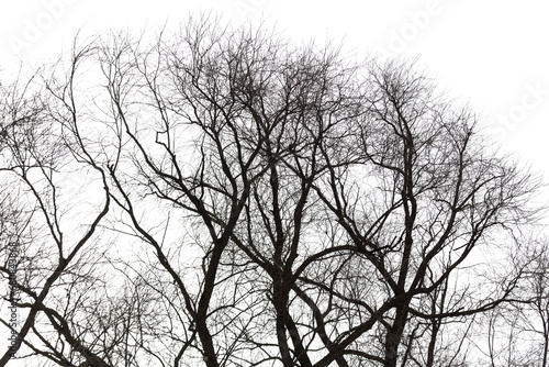 Bare tree branches isolated white background