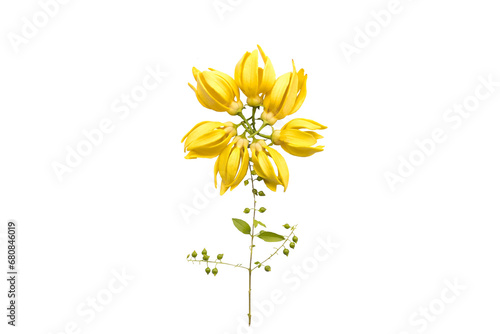 yellow flowers ylang ylang local flora arrangement flat lay postcard style  © phenphayom