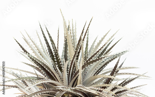 Dyckia bromelaid plant closeup view