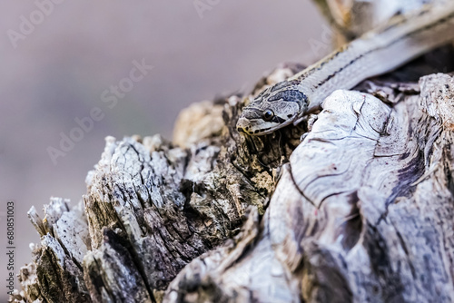 A small snake photographed at close range It is a place that comes out to find food during the daytime. who are at risk of becoming victims of small snake hunters.