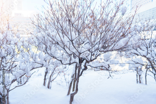 White snow on tree branches in winter season