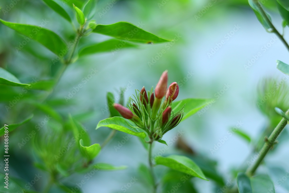 Flower in plant 