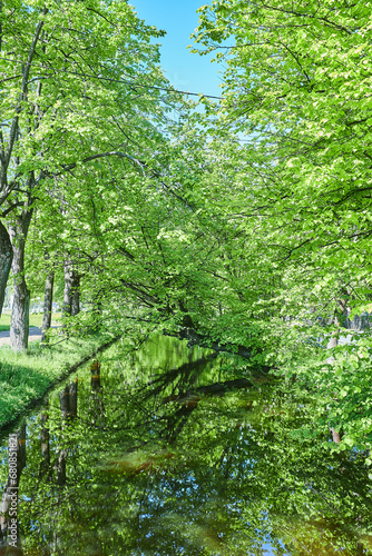 An artificial channel or reservoir. The tree sank to the water. Summer landscape.