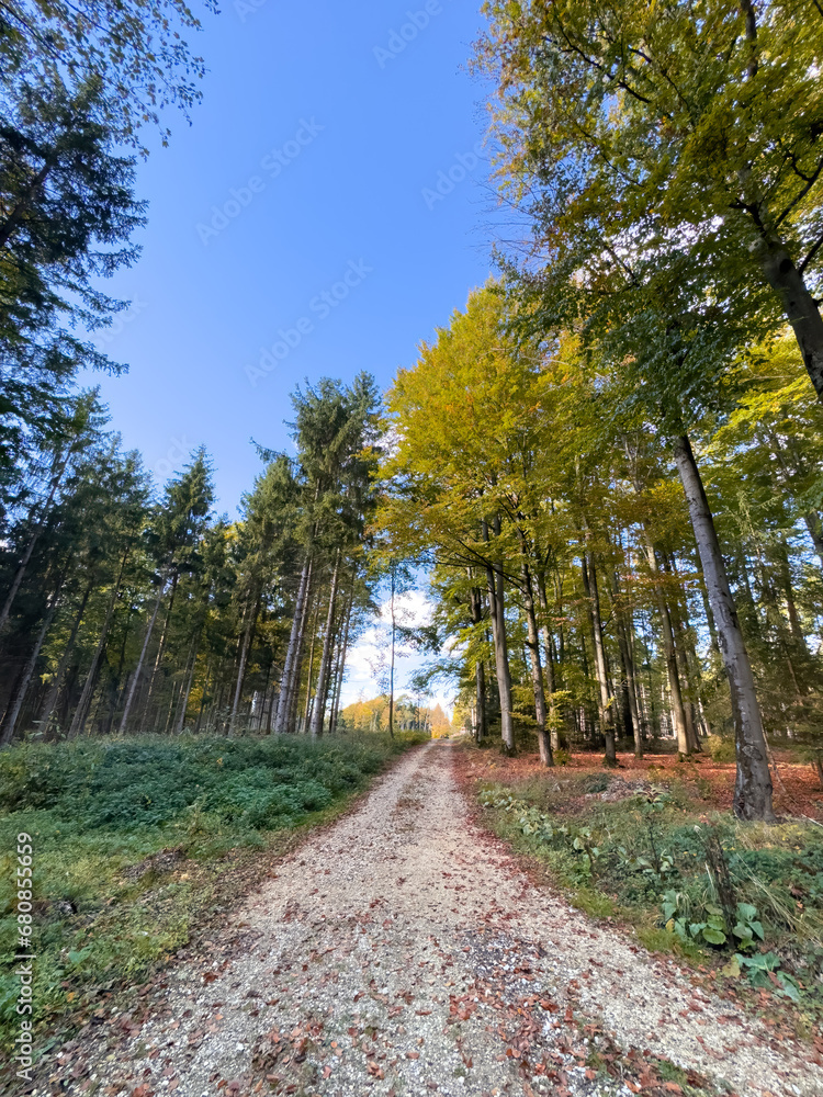 Autumn Forest nature path with golden colors and sunshine