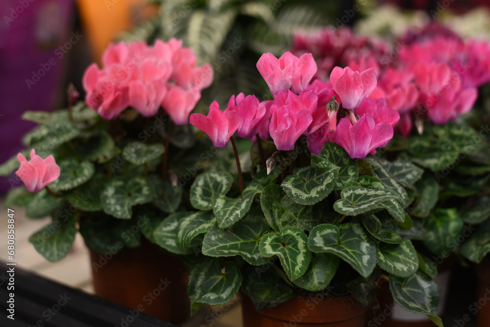 Fototapeta premium Red hydrangea in a flowerpot. Flower shop