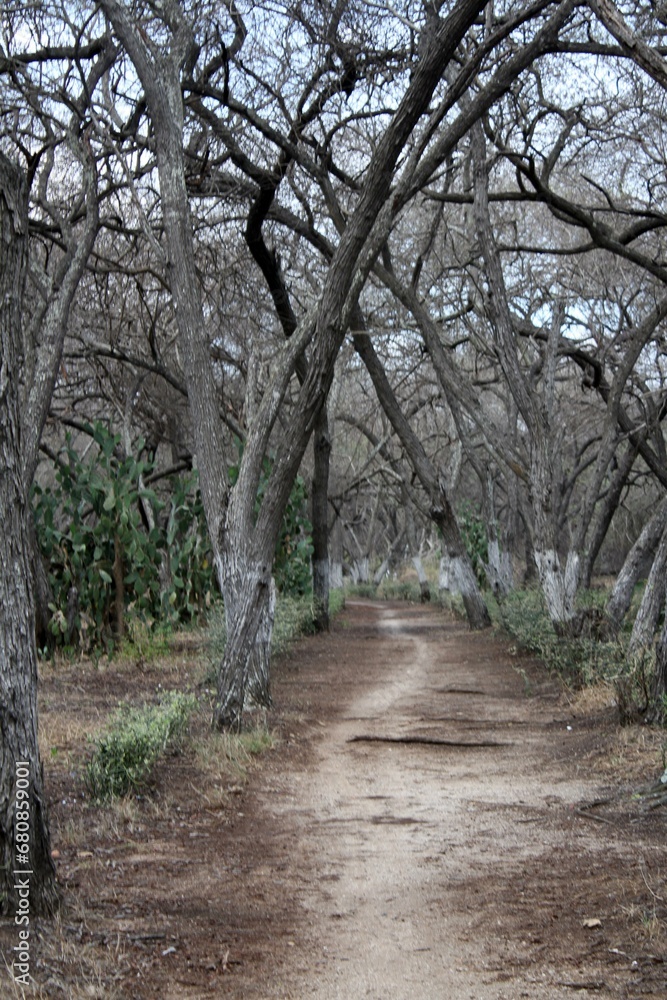 Dirt road in the forest with trees and grass in the background Dirt road in the forest with trees and grass in the background