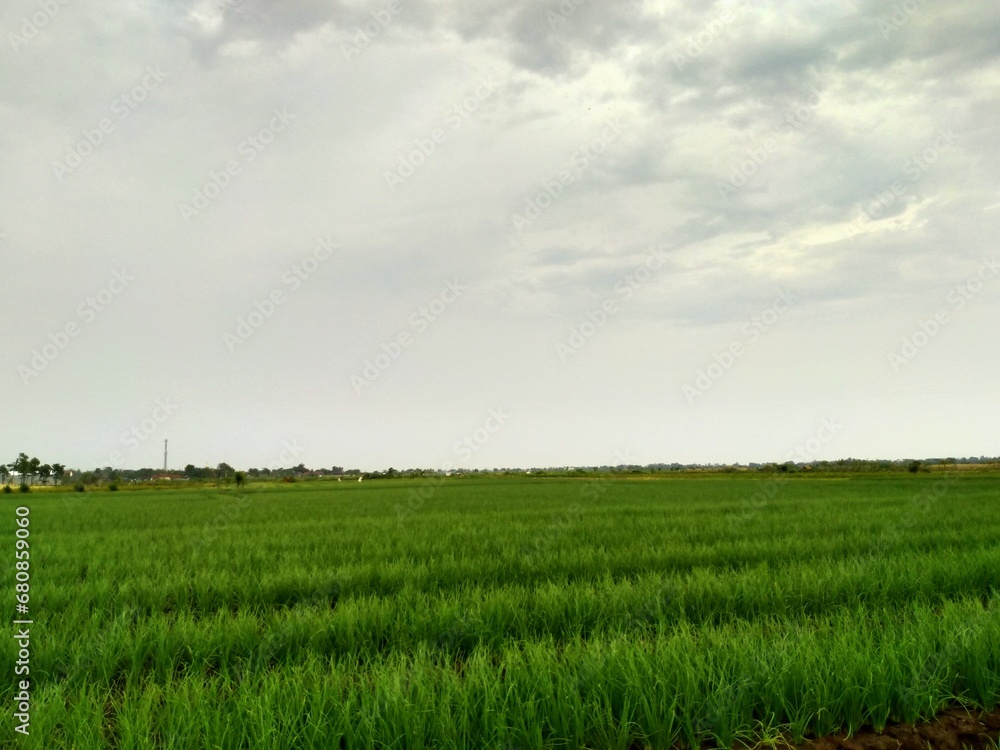 green field and blue sky