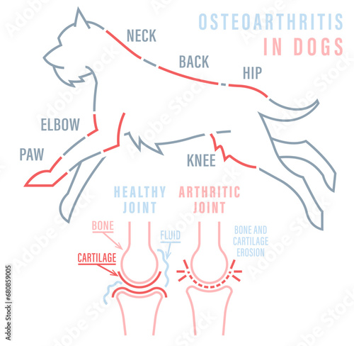 Arthritis, osteoarthritis in dogs. Common disease. Veterinarian infographics.