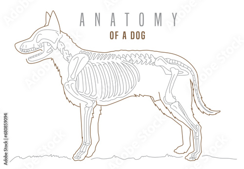 Detailed illustration of a dogs skeleton. Horizontal poster