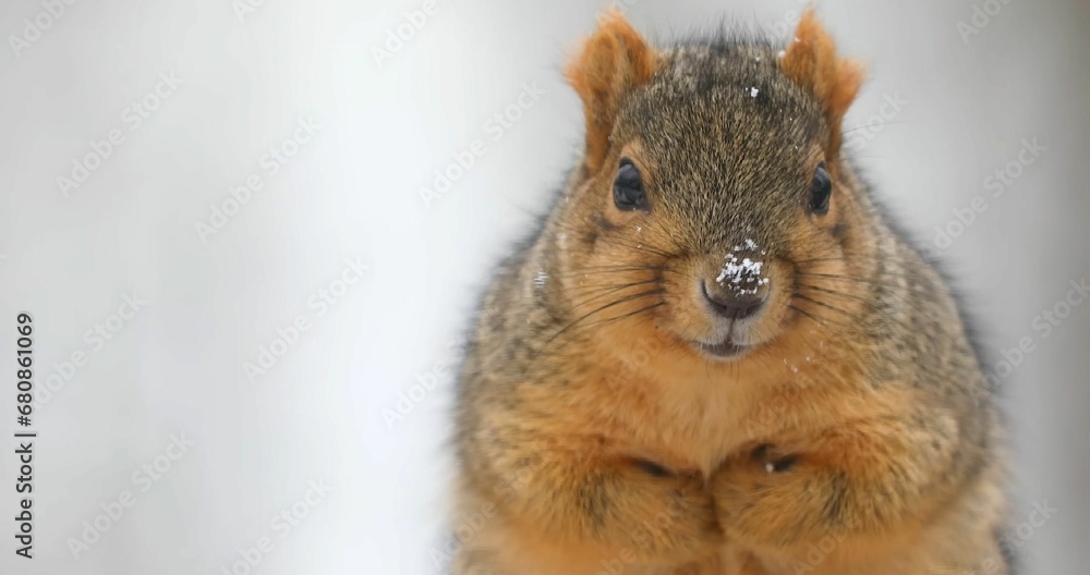 Close-up of a curious squirrel against a blurred natural background. Close-up of a curious squirrel against a blurred natural background.