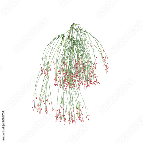3d illustration of Russelia Equisetiformis hanging isolated on transparent background photo