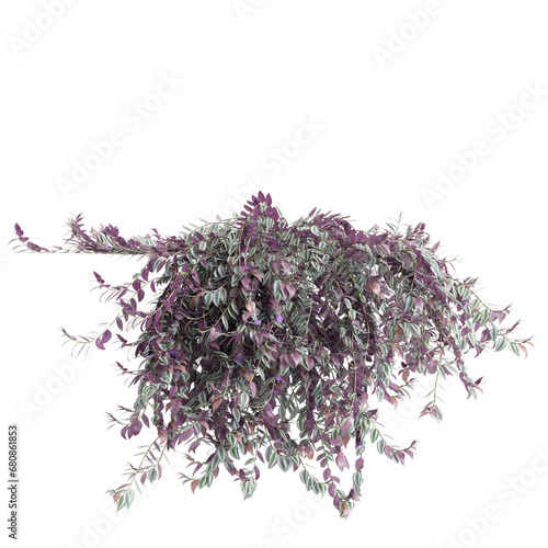 3d illustration of Tradescantia Zebrina hanging isolated on transparent background