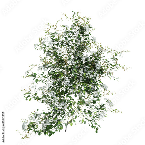 3d illustration of Clematis Terniflora creeper isolated on transparent background photo