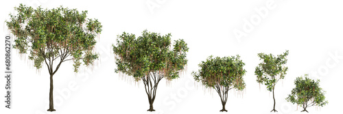 3d illustration of set Barringtonia Acutangula tree isolated on transparent baclkground © TrngPhp