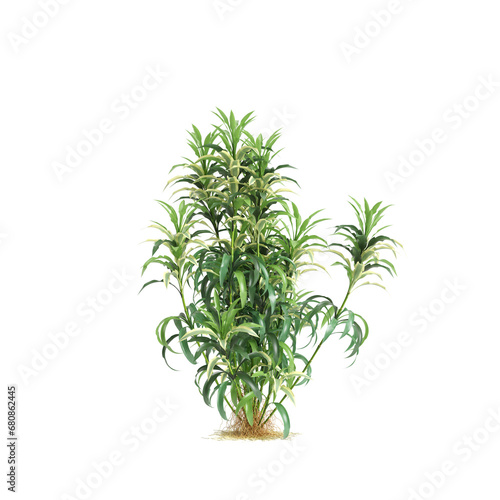 3d illustration of Dracaena Sanderiana bush isolated on transparent background