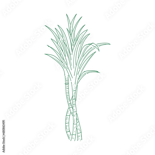 Vintage Retro Ink Hand Drawn of Sugar Cane Plant Tree for Spice or Agriculture Farm Product