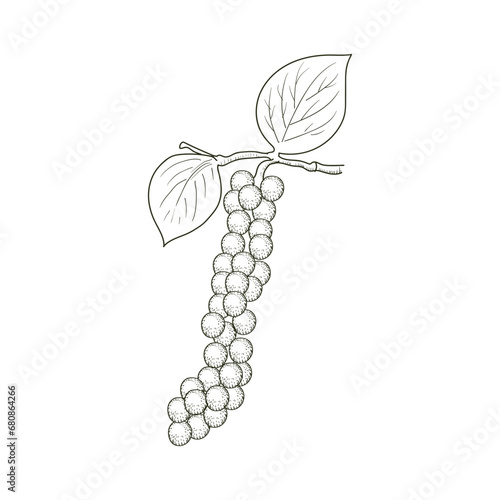 Hand Drawn Retro Vintage of Black Pepper Peppercorn Seed Plant for Medical Herb and Spice or Agriculture Farm Product