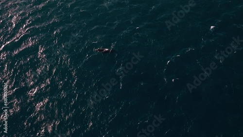 Heartbreaking drone view of a humpback whale calf astray from its mother in the middle of the ocean photo