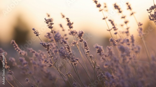 Dew-kissed lavender flowers in the early morning, a serene and tranquil sea of purple hues