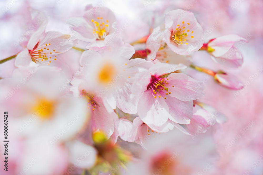 Fototapeta premium 桜アップ