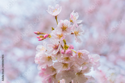 桜アップ © Yojiro Oda
